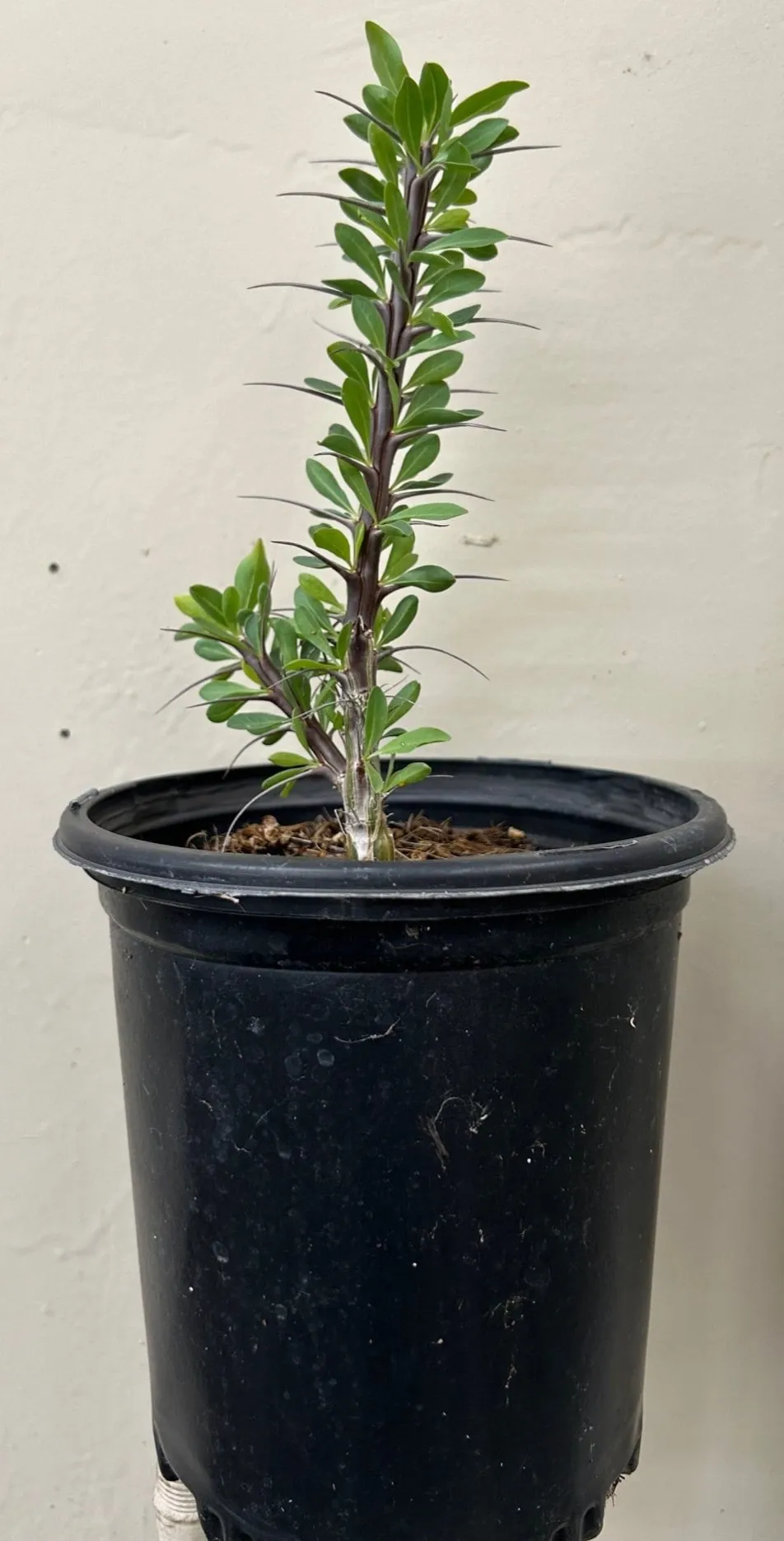 Fouquieria splendens, Ocotillo